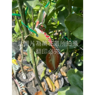 ☆萬花叢★水果苗【紅文旦(嫁接苗)】★4吋黑軟盆★高約25-50cm☆