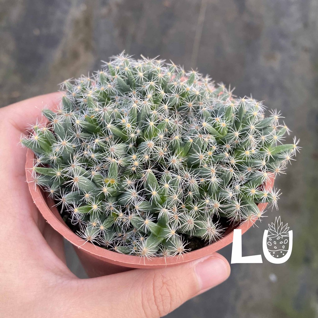 多肉植物 紫晃星♡抜き苗(^○^) 【公式通販】