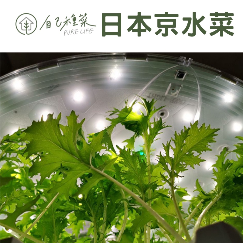 種子 日本京水菜種子3g 包 自己種菜 日本京水菜生菜生吃生菜沙拉有機菜種子 蝦皮購物