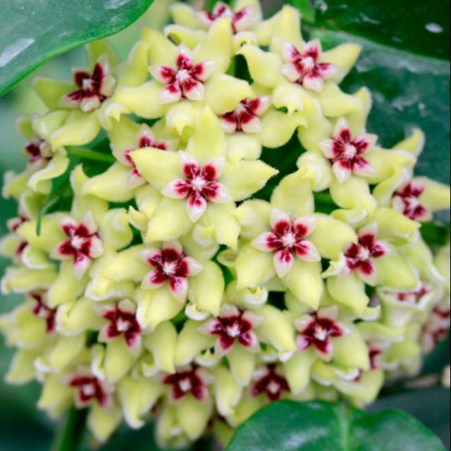 毬蘭hoya Halconensis 綠花紅心 海爾孔 哈爾康 蝦皮購物