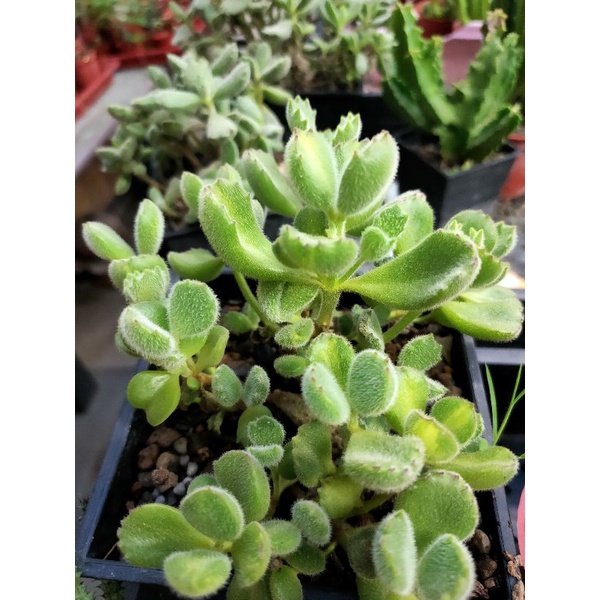 黃熊童子多肉植物 熊掌 貓咪 盆栽 可愛外型 蝦皮購物