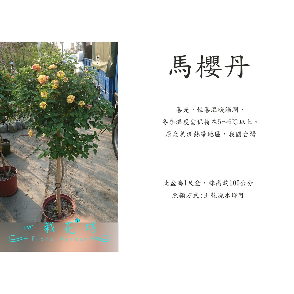 心栽花坊-馬櫻丹棒棒糖/1尺盆/造型樹/綠籬植物/觀花植物/綠化植物/售價1200特價1000
