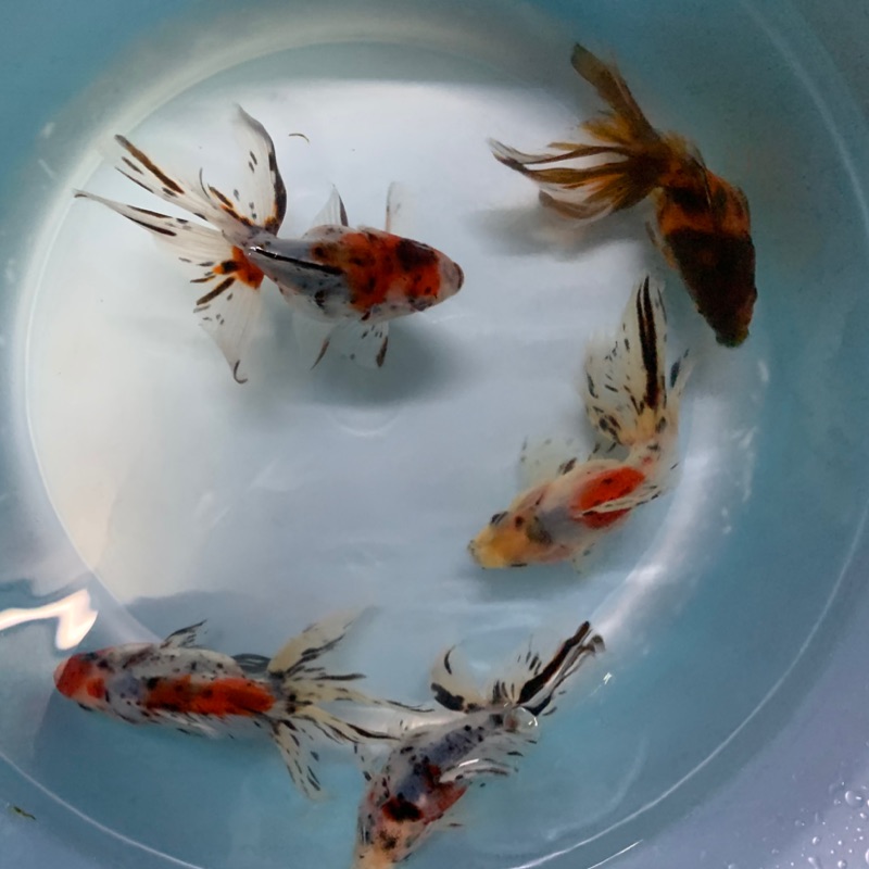 飼料金魚琉金五花琉金 蝦皮購物
