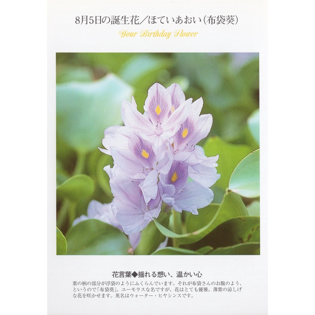 33明信片本舖 日本進口明信片8月生日花誕生花明信片 單張入 蝦皮購物