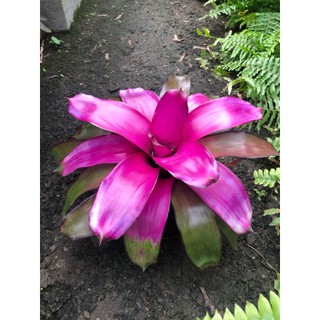 漫活雨林 Neoregelia Voodoo Doll 巫毒娃娃(稀有) /五彩積水鳳梨/積水鳳梨/觀賞/園藝