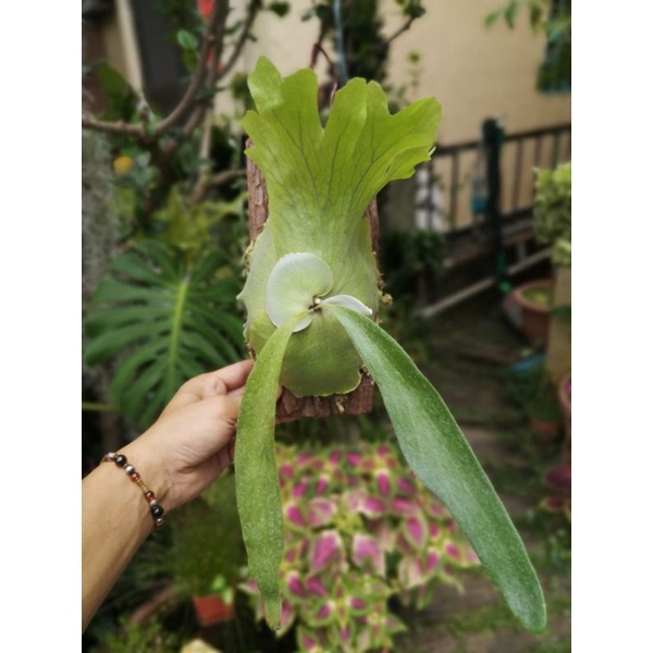 普鹿*爪哇-鹿角蕨-蕨類植物