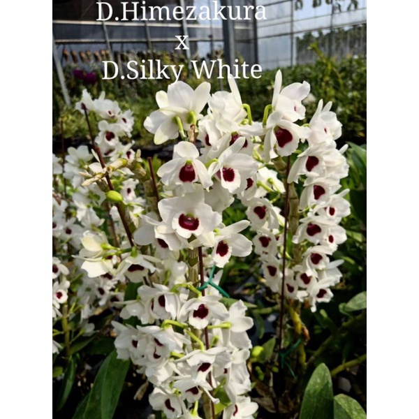 上賓蘭園 春石斛 D. Himezakura x D. silky white