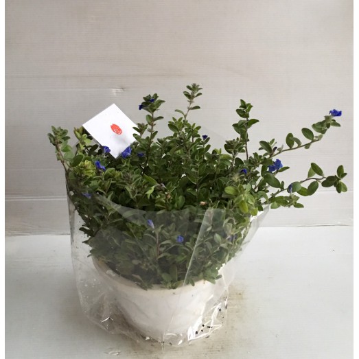 花囍園 香草觀賞植物 藍星花 花冠藍色 中心白星形 6吋高約10 25cm 售115特價100 蝦皮購物
