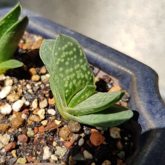 臥牛，側芽，皆已發根／多肉植物／百合科