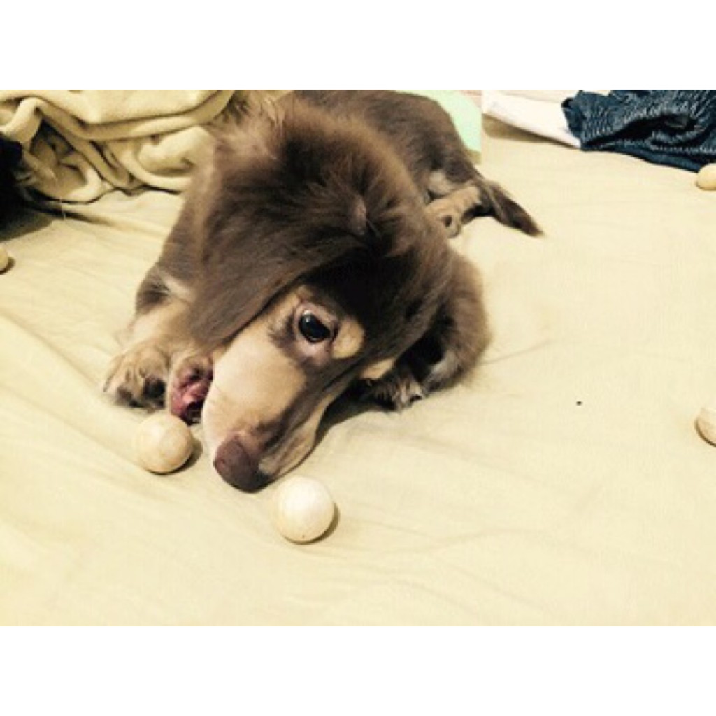 樟腦丸大粒的價格推薦 21年10月 比價比個夠biggo