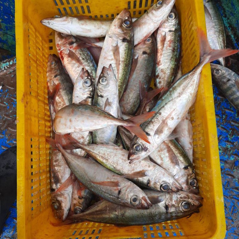 紅瓜魚 紅尾冬 紅扁鰺 時價 蝦皮購物
