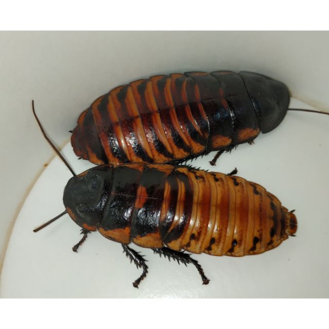 馬達加斯加蟑螂模型，馬島蟑螂模型