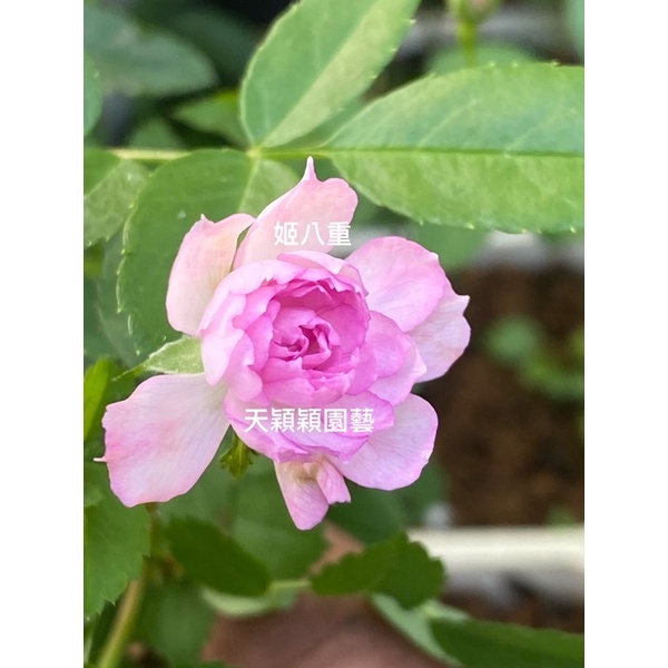天穎穎園藝 日本姬八重玫瑰花 會因天氣冷熱花色多變 種植戶外葉片會醜請完美主義者請勿下標 111 5 4更新 蝦皮購物