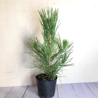 ｛英宏｝常綠植物 日本黑松3.5吋盆