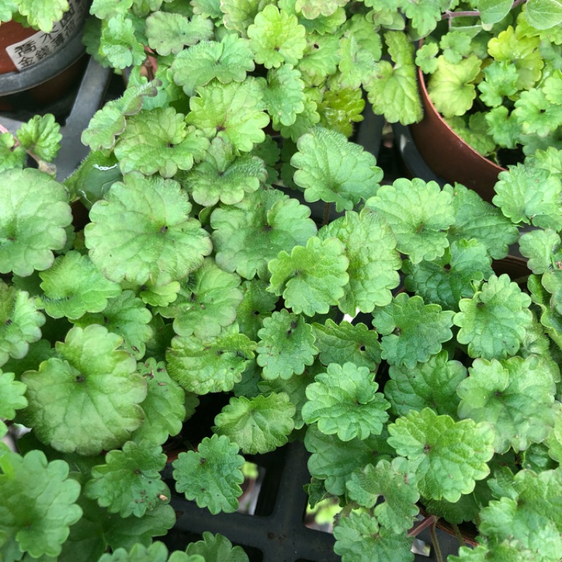 喬木園藝社 金錢薄荷 香料植物 蝦皮購物