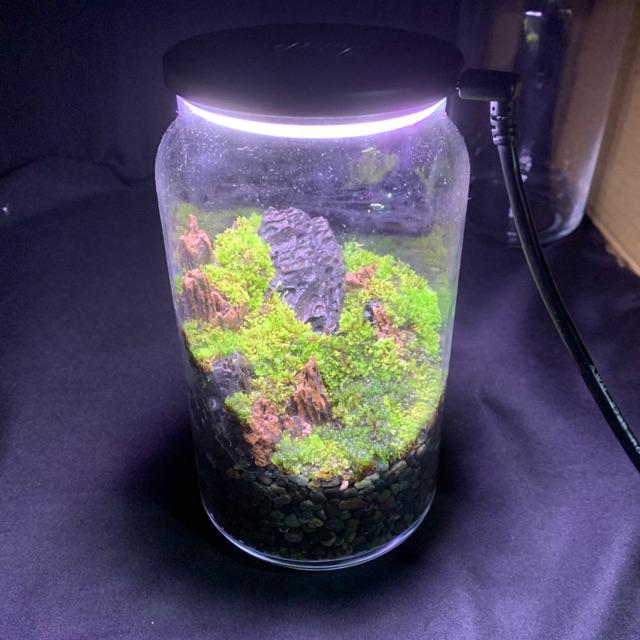海兔水族爬蟲 市面最強生態瓶自動循環開燈8小時專用植物燈uv燈含通風風扇多肉植物食蟲植物水草長期種植 蝦皮購物