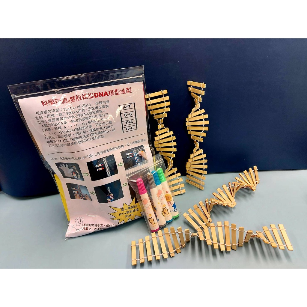 ★生物科桌遊：彩繪DNA雙股螺旋立體模型 /科學玩具/屏科大顏老師