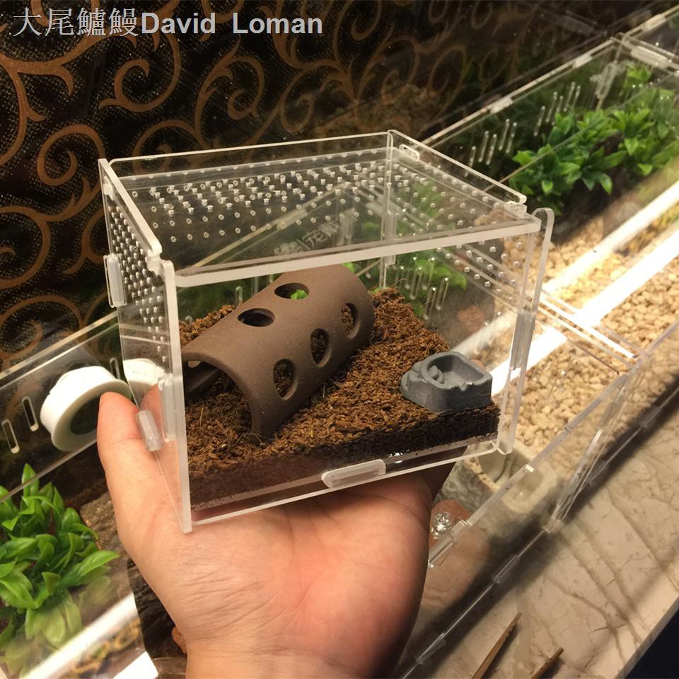 卍 小型寵物蛇玻璃甲蟲爬蟲用品寵盒飼養箱大號寄居蟹昆蟲養殖蜥蜴蝎 蝦皮購物