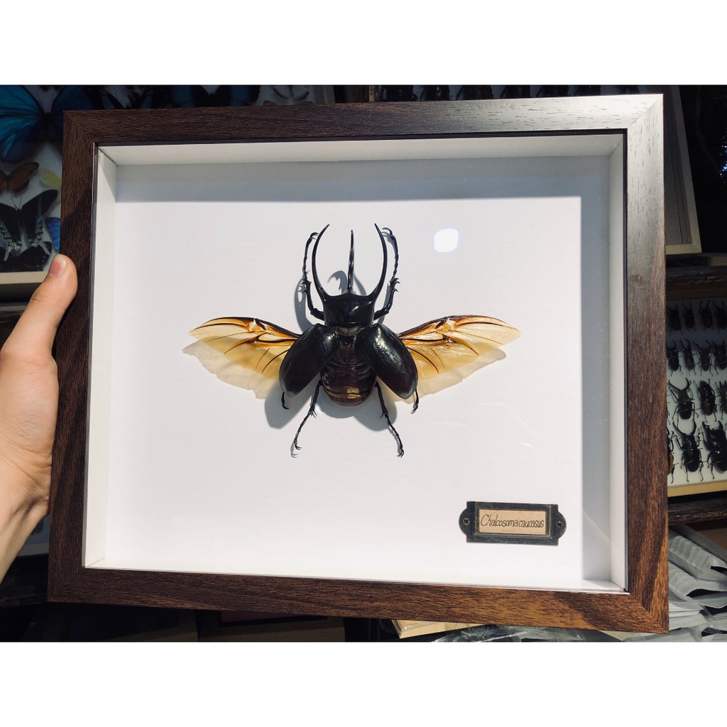 南洋大兜蟲甲蟲昆蟲標本展翅興族閃蝶大藍閃蝶光明女神蝶科普收藏新品現貨 蝦皮購物