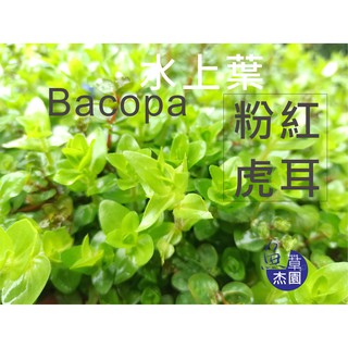 第4頁水上葉的價格推薦 21年11月 比價撿便宜