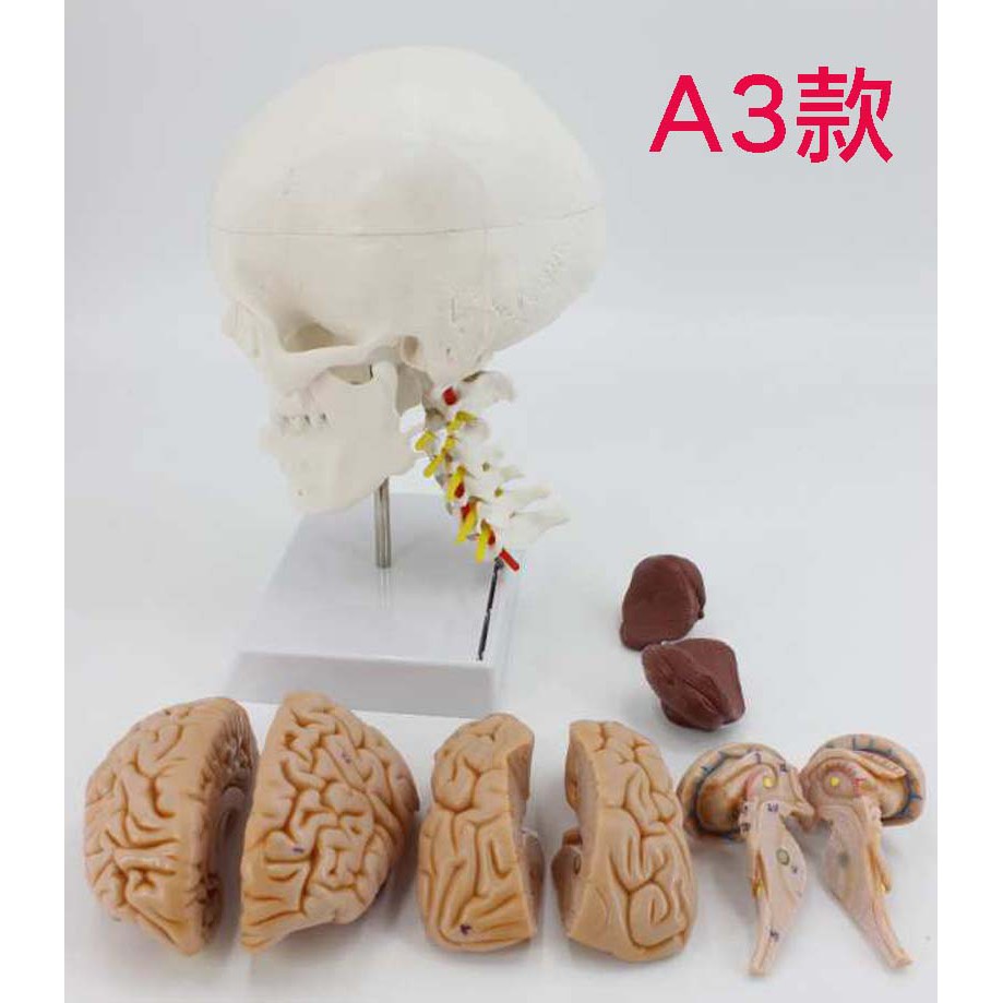 可開發票 人體頭骨骨骼模型 頭骨帶頸椎及腦模型 頭骨模型 骨骼模型 解剖指導 醫學教學模型ARBE客滿來