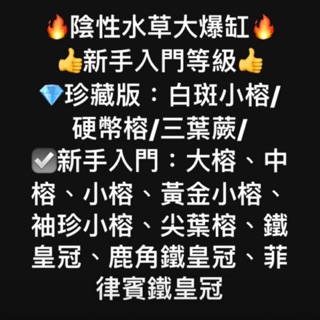 Ac草影 袖珍小榕小不點火山石 一棵 陰性水草不需要二氧化碳新手水草前景草不用co2 低光量水草 蝦皮購物