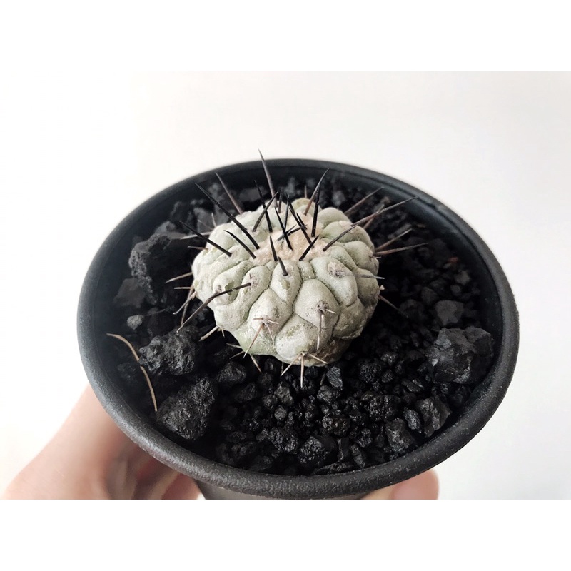 Copiapoa cinerea黑王丸_白蠟絕白_原產側芽實根_黑王丸/仙人掌/妖炎