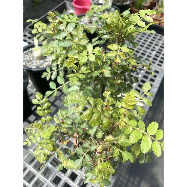 Bursera filicifolia（蕨葉、菲力弗雷裂欖）