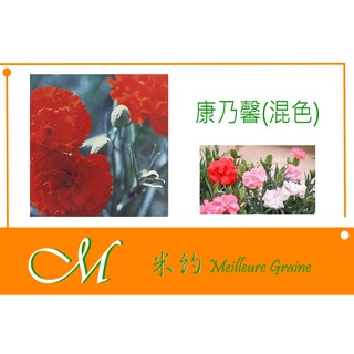 《Meilleur》康乃馨(混色)種子 100粒