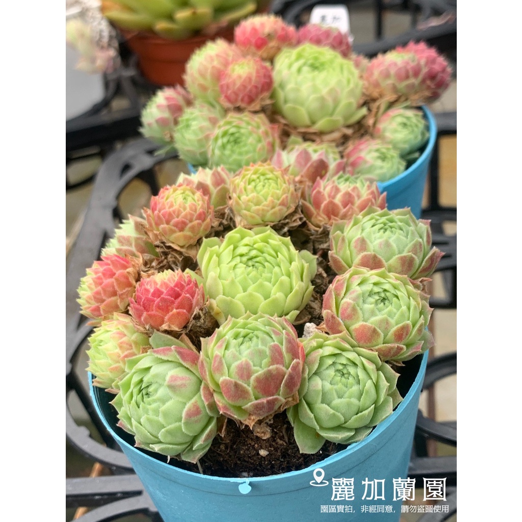 麗加 多肉植物 草莓卷絹 前3張為園區小母本顯色圖 販售圖參考最後5張 包包小紅球超可愛 顯色漂亮熱門卷絹現貨群生盆