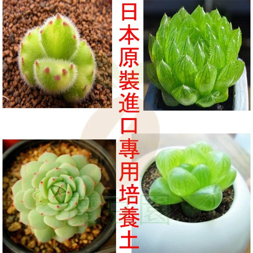 全店790免運 日本原裝進口多肉植物專用培養土10公升育苗分株扦插換盆仙人掌排水性保水性保肥力發酵堆肥輕石砂 魔豆園 蝦皮購物