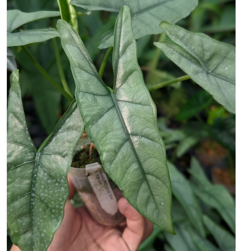 開心農元-觀葉植物- Alocasia heterophylla 'Silver'  銀葉觀音蓮