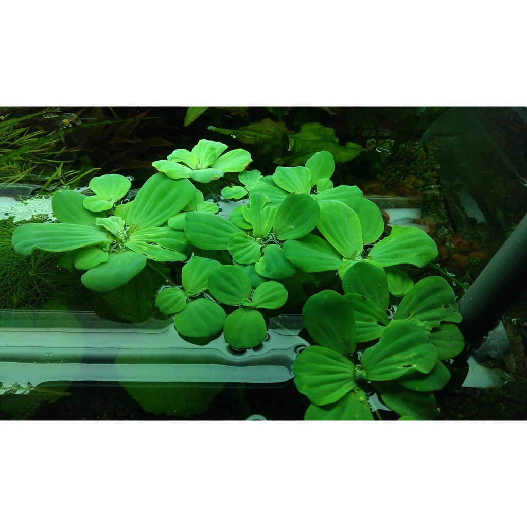 ◎◎水草爆缸◎◎水芙蓉(漂浮植物)