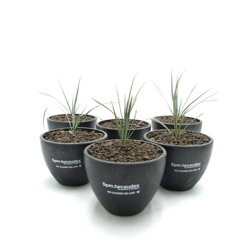 酉 5pm / 喙絲蘭 Yucca rostrata / 實生小苗 / 塊根植物 多肉植物