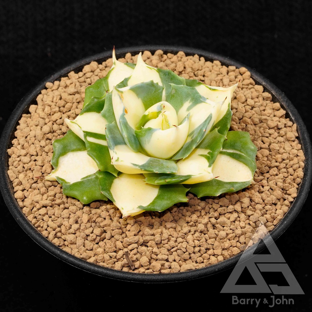 厚葉王妃雷神黃中斑 A Bj多肉植物 Agave 極美 蝦皮購物
