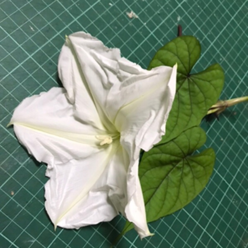 食用植物 花蕃薯藤種子5粒吃花苞的牽牛花 蝦皮購物