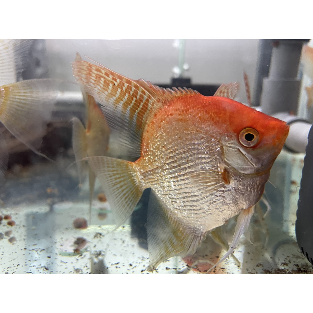 人氣推薦商品與線上折扣優惠 震珅水族 各式水族飼料 蠅蛹粉 蝦紅素 特殊神仙魚繁殖 珍稀觀賞魚 蝦皮台灣