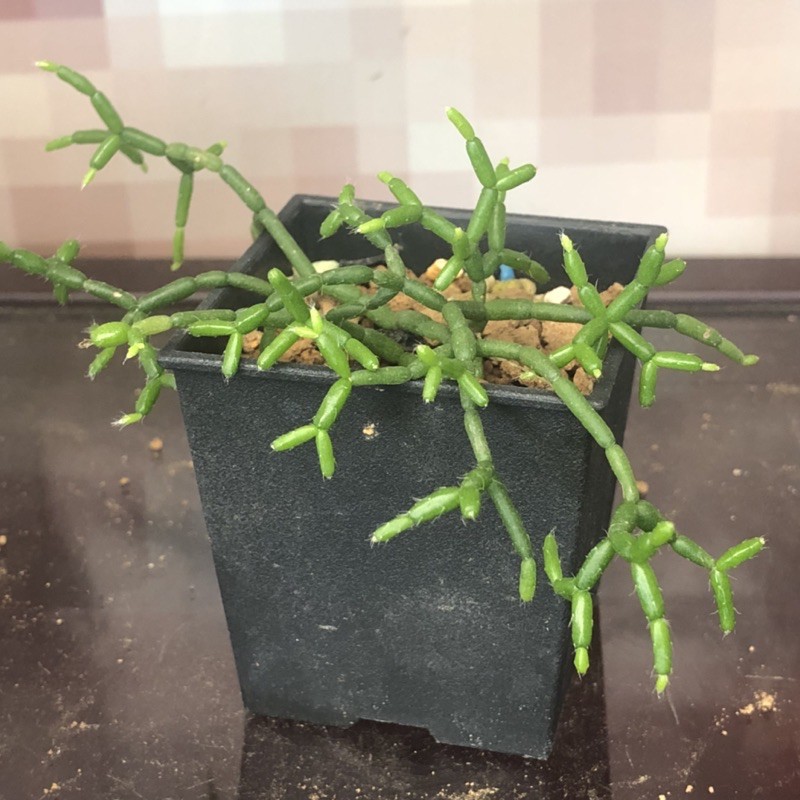 C38 青柳 小木偶 熊多肉植物5 9 蝦皮購物