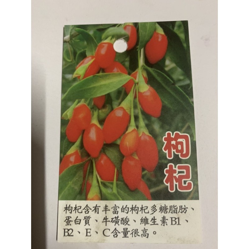【花果聖地】～～台灣枸杞 枸杞苗 原生種枸杞  6寸紅盆