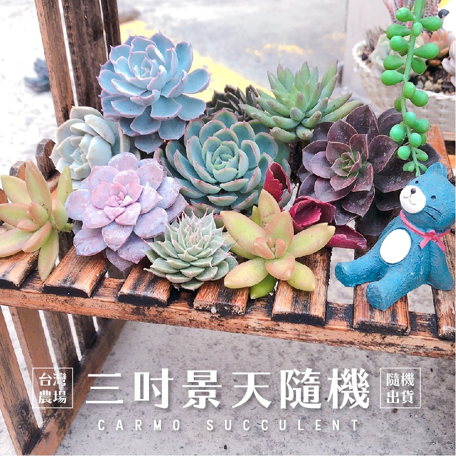 開發票 Carmo多肉植物成株3吋景天科 隨機出貨 Z0001 蝦皮購物