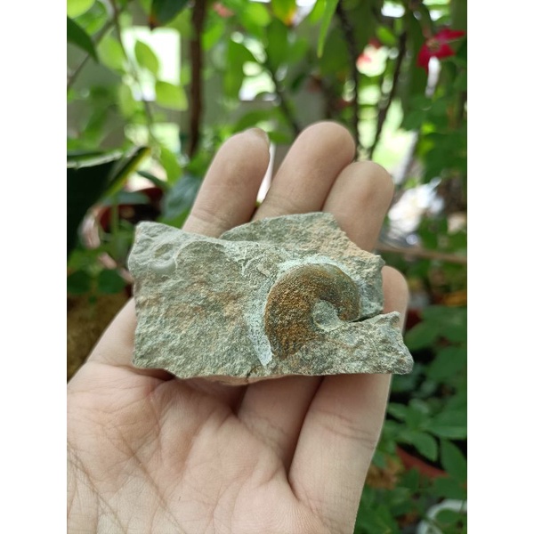 [程石] 德國 尖稜菊石化石(Manticoceras intermedium)