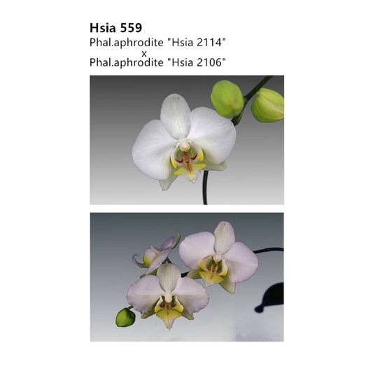 【芃程蘭舍】Hsia509 Phal. aphrodite 2.5吋盆開花株