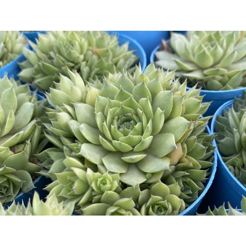 多肉好好買多肉植物赤火焰 蝦皮購物