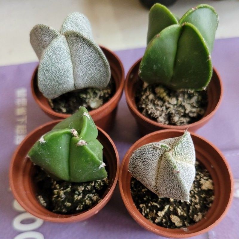 仙人掌多肉植物1吋盆鸞鳳玉三角四角 蝦皮購物