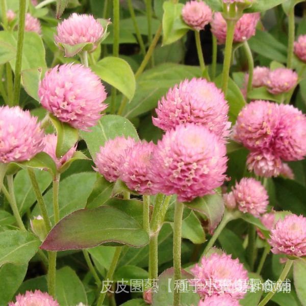 芊芊花卉園藝種子夯千日紅種子草花種子百日紅種子火球花種子千日紫粉白種子觀花種子mhxd 8xxe 73v3 蝦皮購物