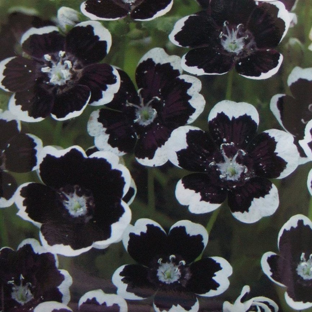 種子 粉蝶花黑幣nemophila Menziesii Penny Black10顆 60 蝦皮購物