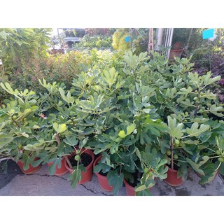霏霏園藝 大果波姬紅無花果7-8吋盆定價380