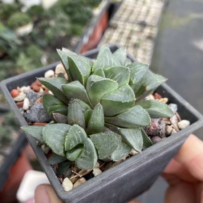紅瓦仙肉屋春庭樂 多肉植物 百合 一物一拍編號 64 蝦皮購物