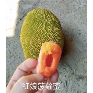 ★綠霖園藝★紅娘波羅蜜靠接苗高度70公分 水果樹苗/新興果樹/果苗/嫁接/植物/盆栽