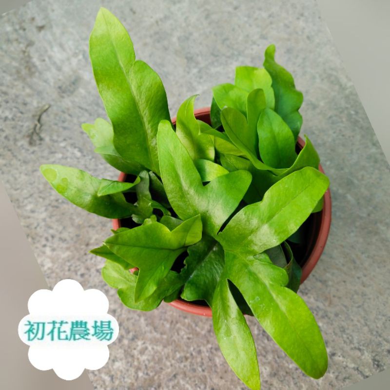 初花農場2店 海岸尼佛蕨 5寸盆 觀葉植物 定價250特價180 蝦皮購物